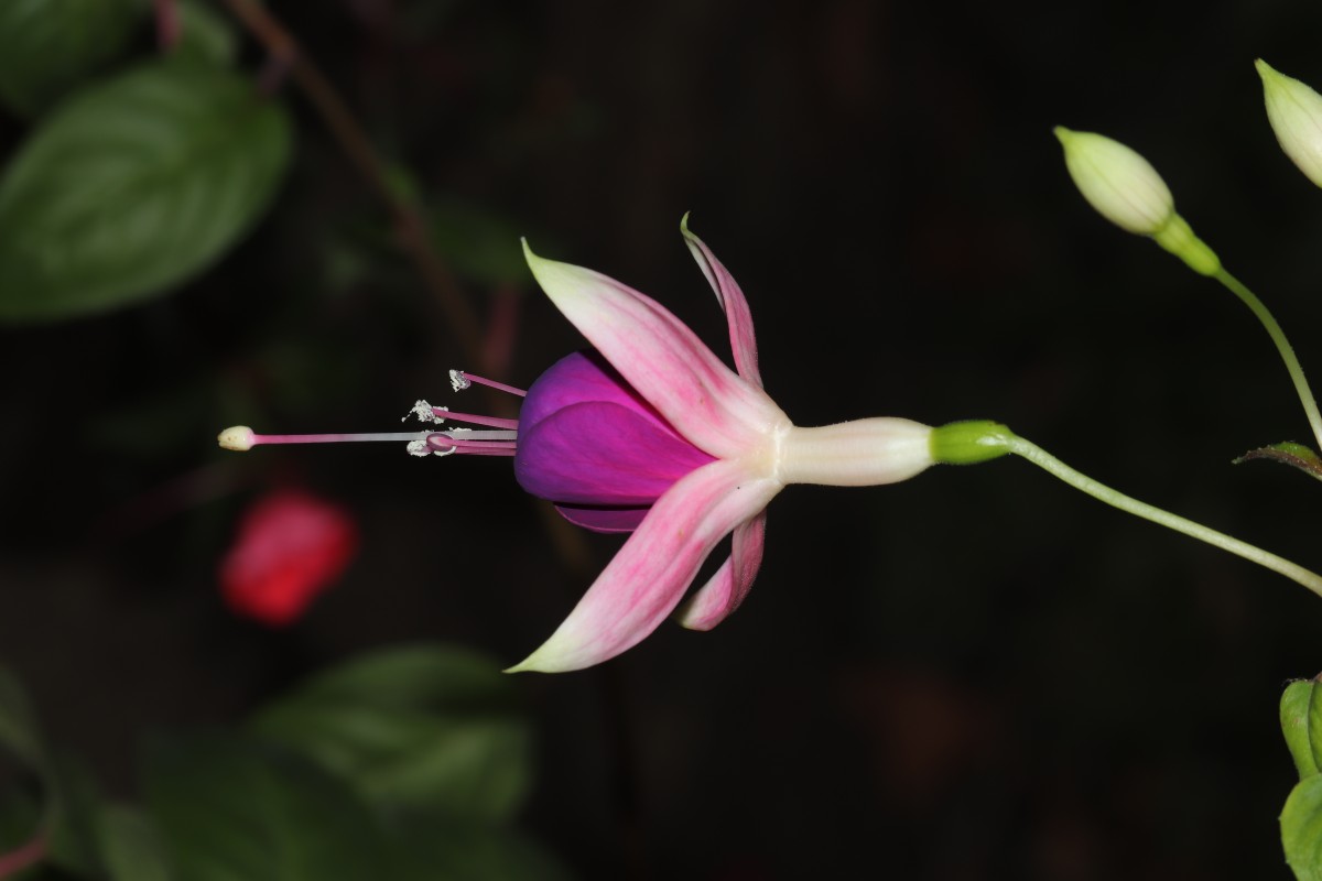 Fuchsia sp.